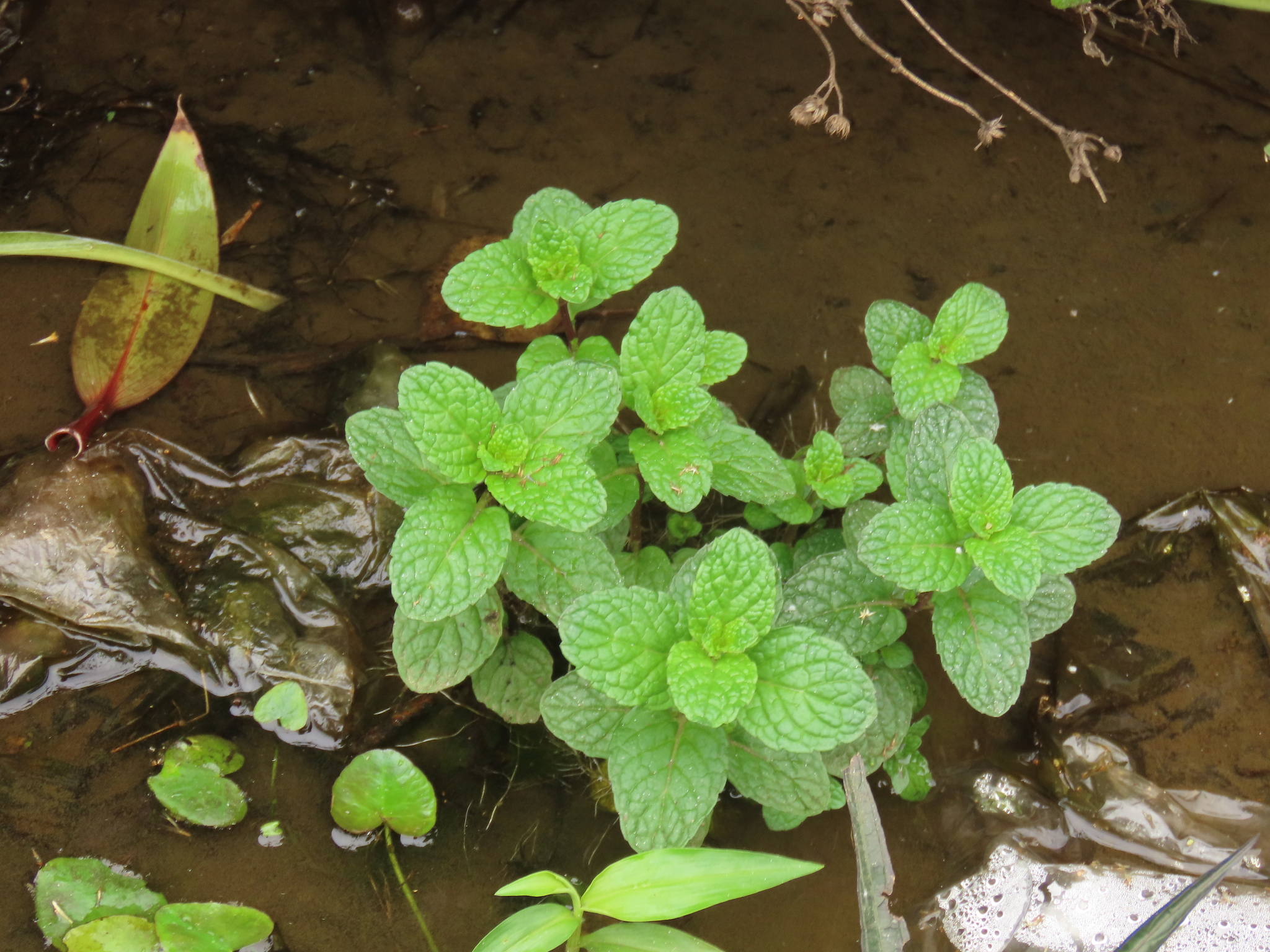 Imagem de Hortelã-verde