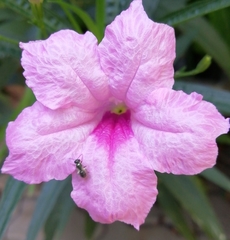 Ruellia