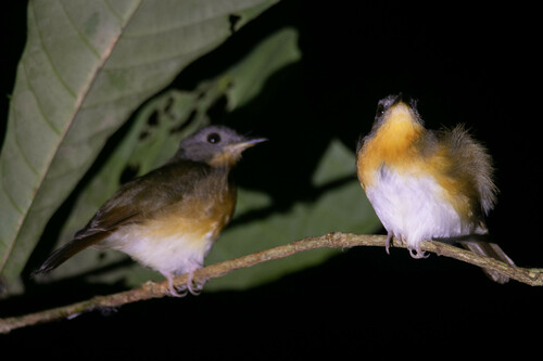 iNaturalist image