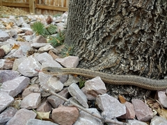 Thamnophis elegans vagrans