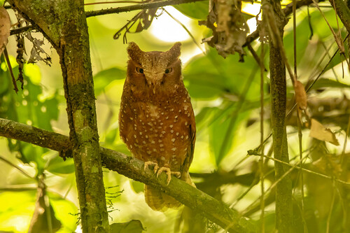 Sandy Scops Owl (Otus icterorhynchus), photo 1