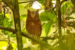 Sandy Scops-Owl photo 1