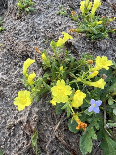 Gratiola flava, 2024-02-09