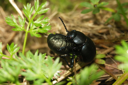 Bloody-nosed Beetle, 61320 Le Ménil-Scelleur, France, photo 7 of 10
