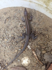 Aspidoscelis hyperythrus beldingi