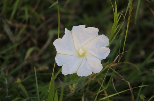 Midnapore Creeper (Rivea hypocrateriformis)
