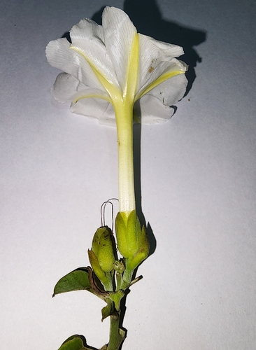Image of Midnapore Creeper (Rivea hypocrateriformis) by (c) Aravinth, some rights reserved (CC BY)