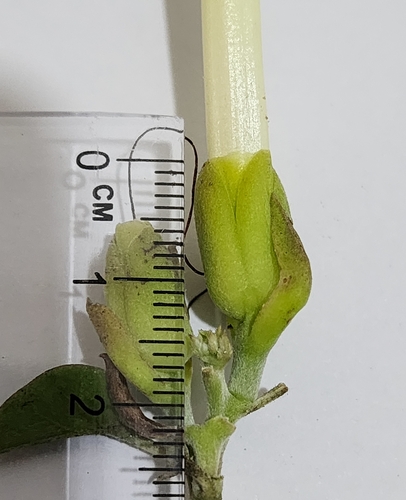 Image of Midnapore Creeper (Rivea hypocrateriformis) by (c) Aravinth, some rights reserved (CC BY)