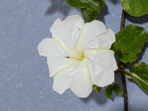 Image of Rivea hypocrateriformis by (c) Aravinth, some rights reserved (CC BY)