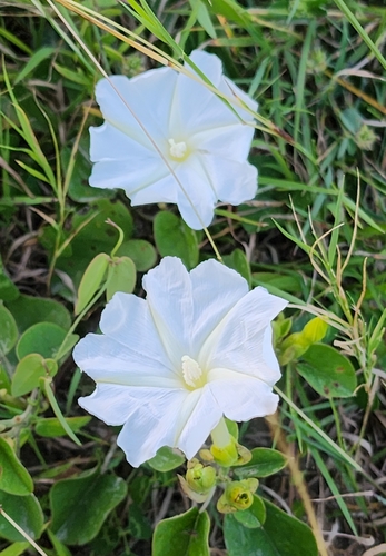 Rivea hypocrateriformis