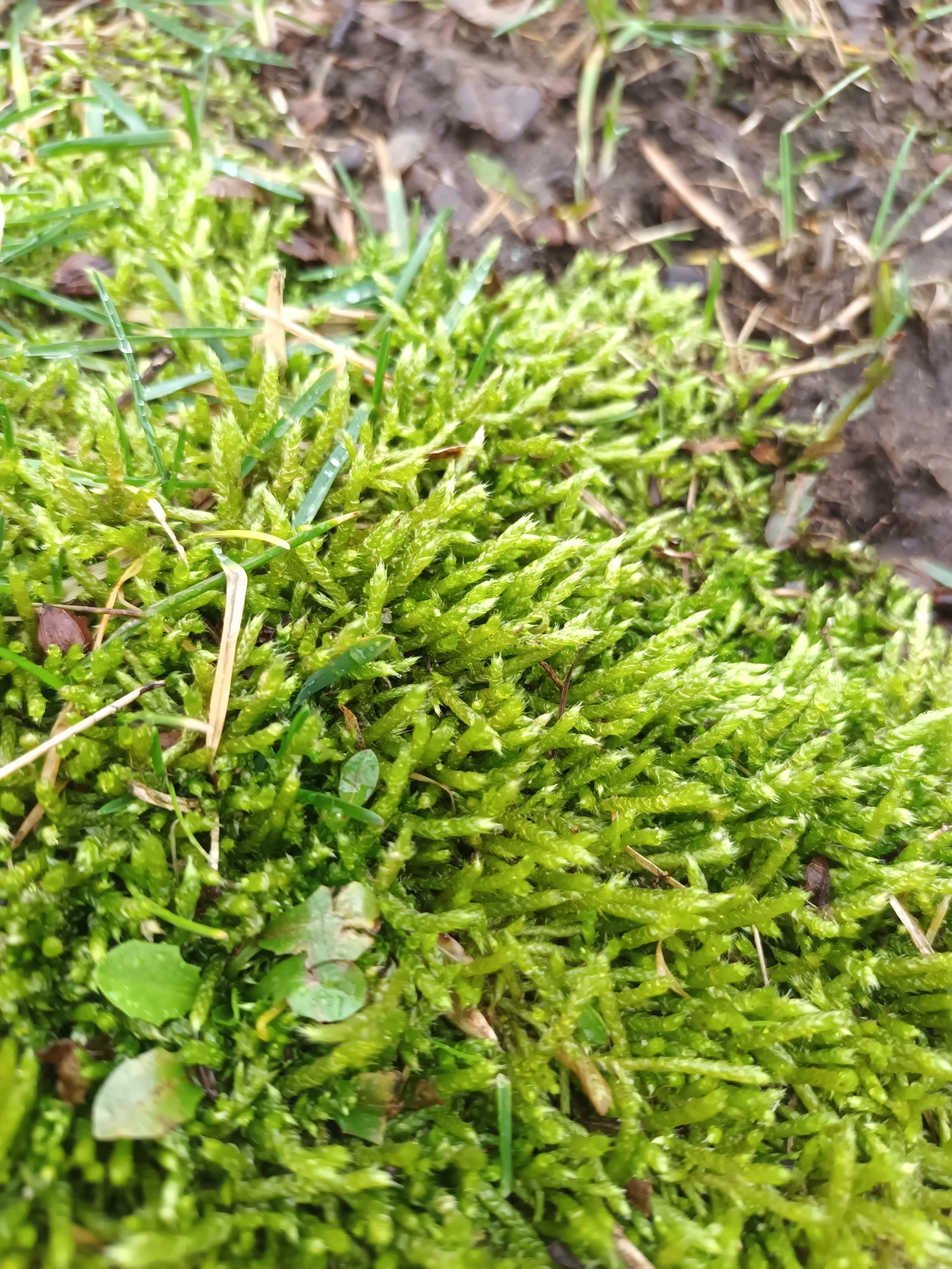 Brachythecium albicans