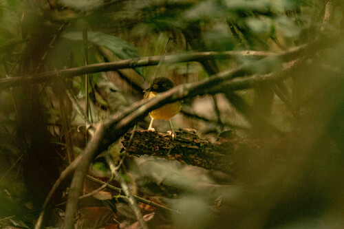 iNaturalist image