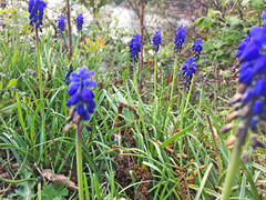 Muscari botryoides