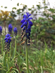 Muscari botryoides
