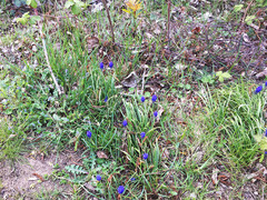 Muscari botryoides