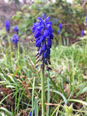 Muscari botryoides