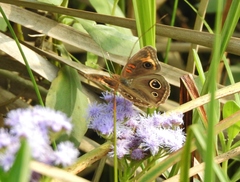 Junonia stemosa