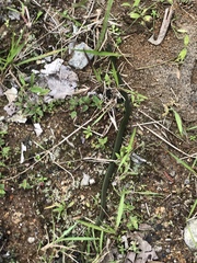 Erythrolamprus epinephalus