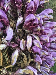 Lathraea clandestina