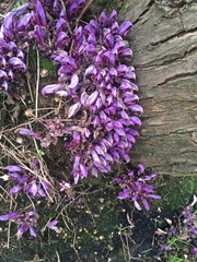 Lathraea clandestina