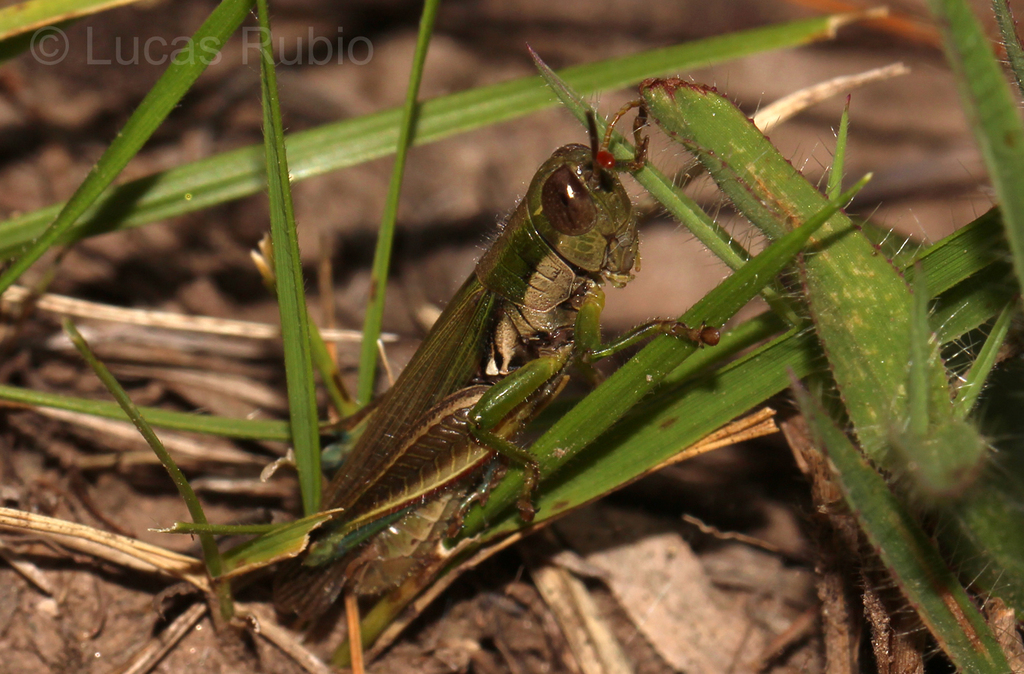 Leiotettix sanguineus