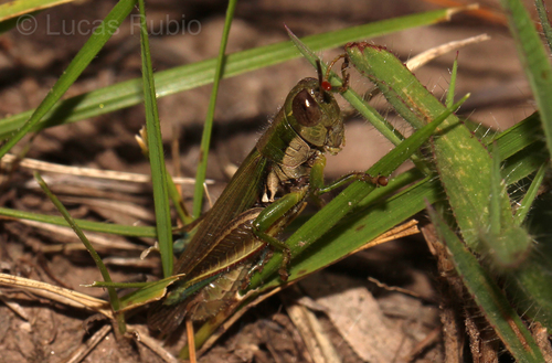 Leiotettix sanguineus