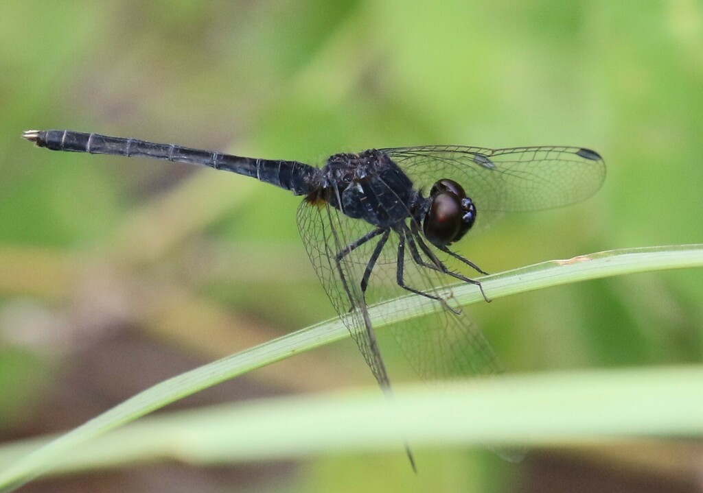 Black Percher