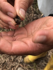 Maculiparia rotundata