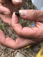 Maculiparia rotundata