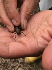 Maculiparia rotundata