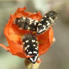 Acmaeodera bowditchi