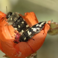 Acmaeodera bowditchi