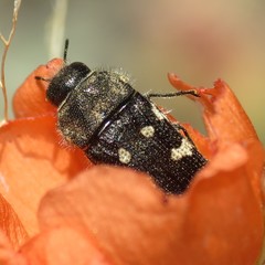 Acmaeodera bowditchi