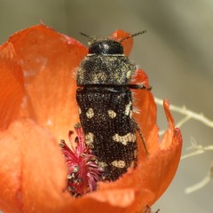 Acmaeodera bowditchi