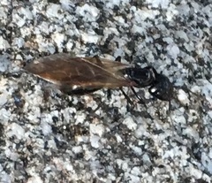 Camponotus laevigatus