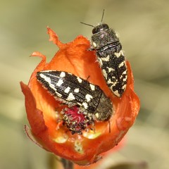 Acmaeodera bowditchi