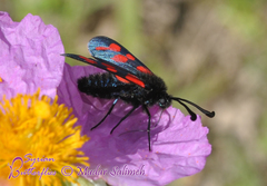 Zygaena graslini