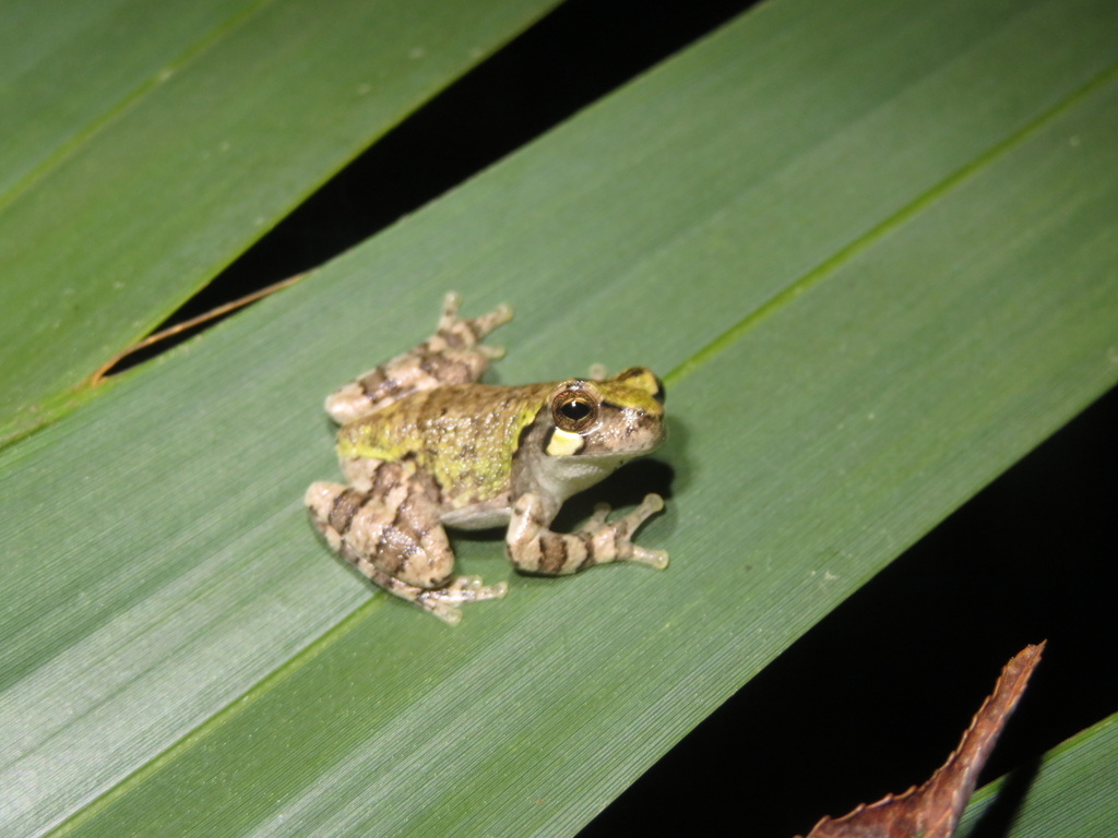 Bird-voiced Treefrog in February 2024 by carlnj. Let me know if you ...