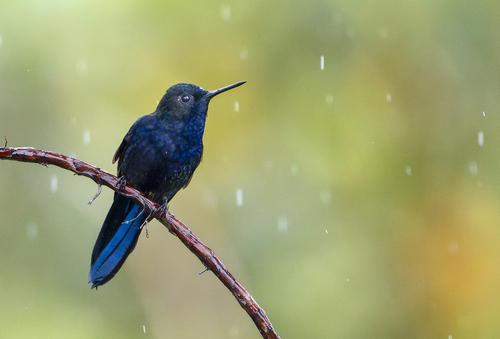 Royal Sunangel (Heliangelus regalis), photo 4