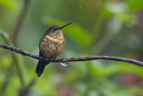 Royal Sunangel (Heliangelus regalis), photo 5
