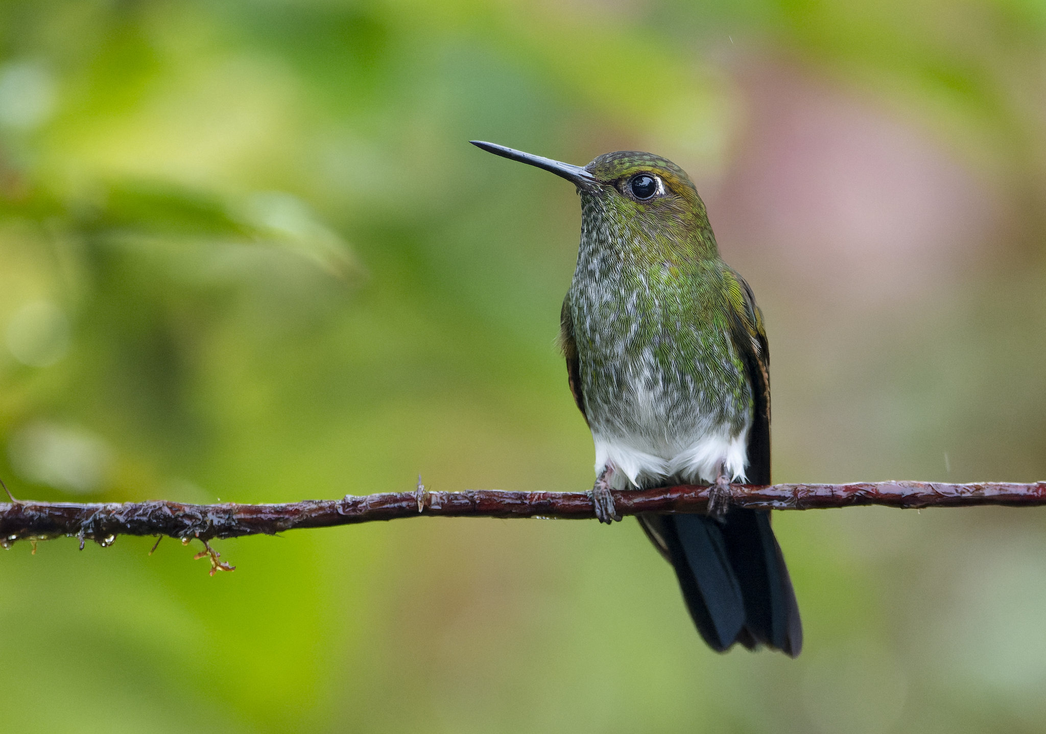 Greenish Puffleg (Haplophaedia aureliae), photo 9