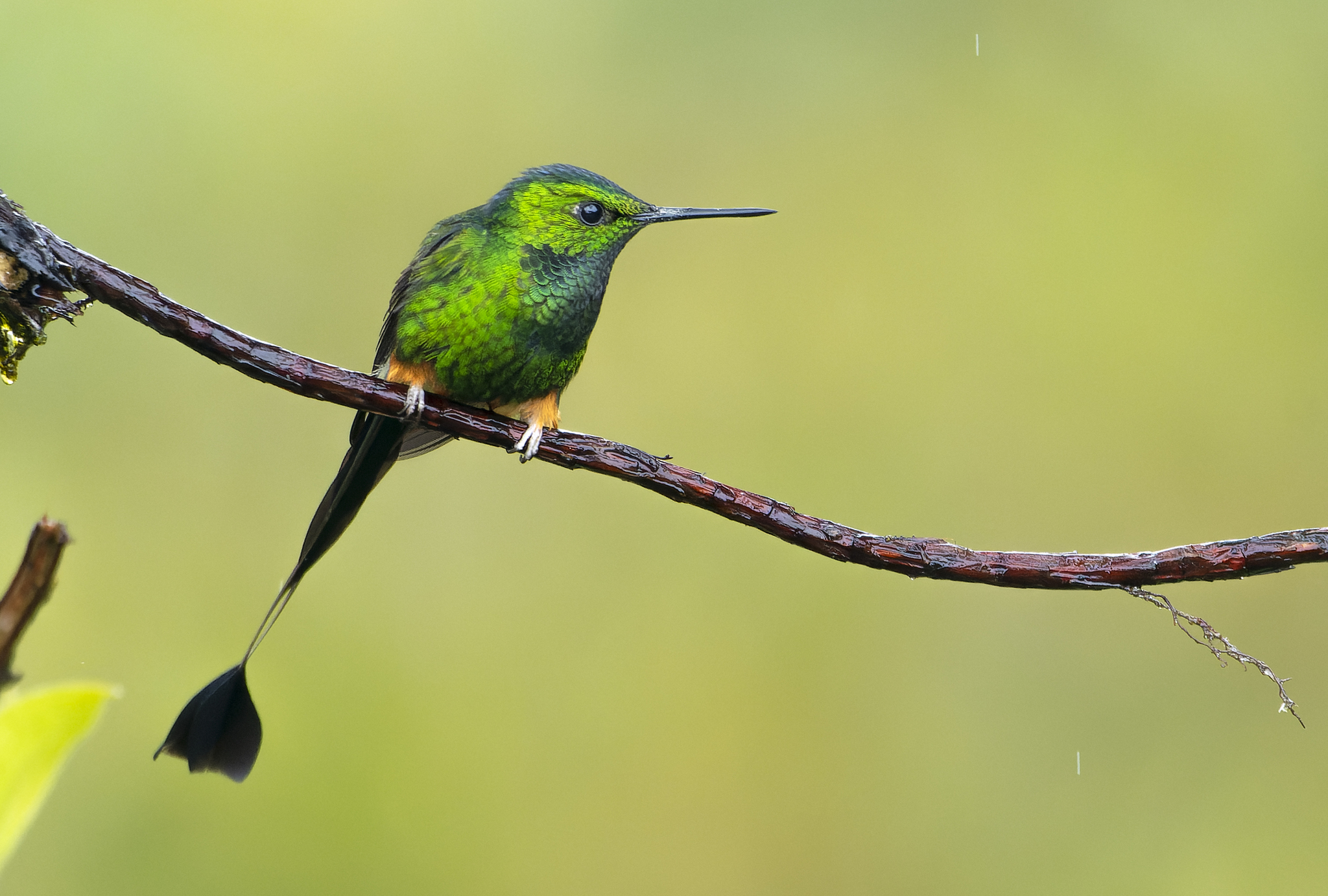 Peruvian Racket-tail (Ocreatus peruanus), photo 6