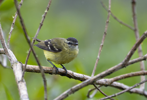 Black-capped Tyrannulet (Tyranniscus nigrocapillus), photo 7