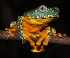 Fringed Leaf Frog photo 3