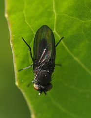 Cnemacantha muscaria