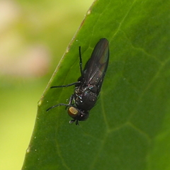 Cnemacantha muscaria