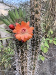 Borzicactus sepium