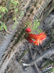 Borzicactus sepium