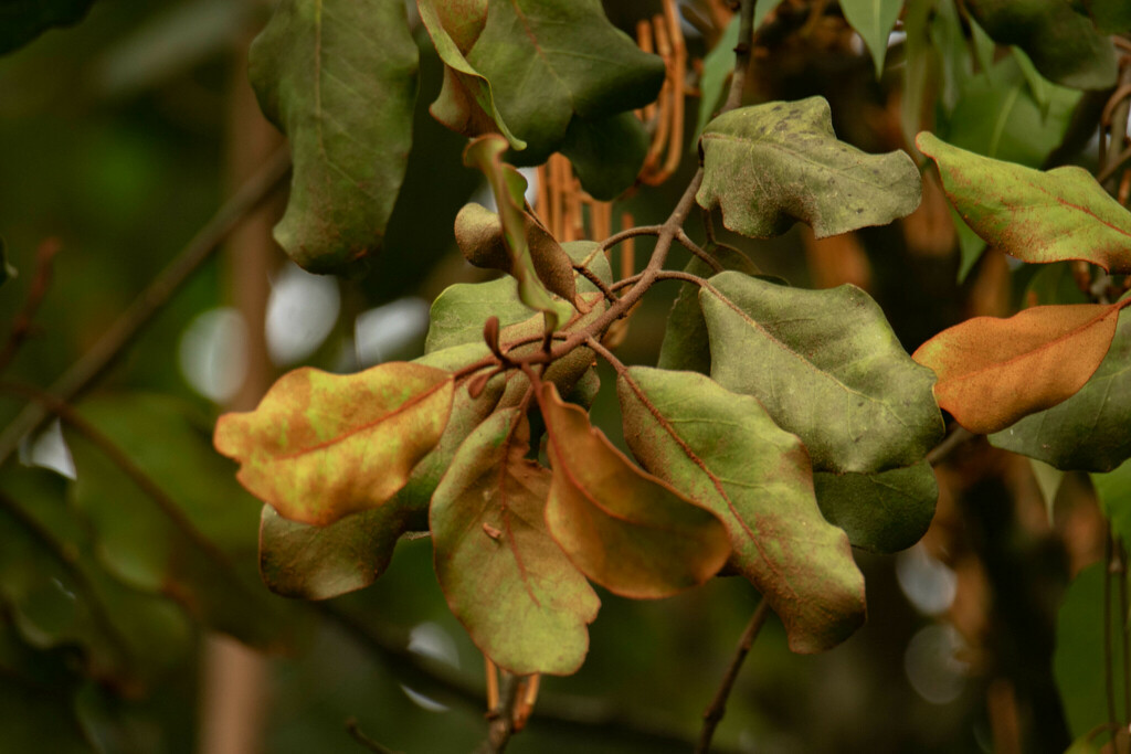 Phragmanthera longiflora