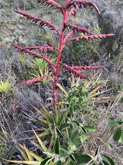 Tillandsia secunda